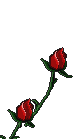 rosa.gif (12513 bytes)